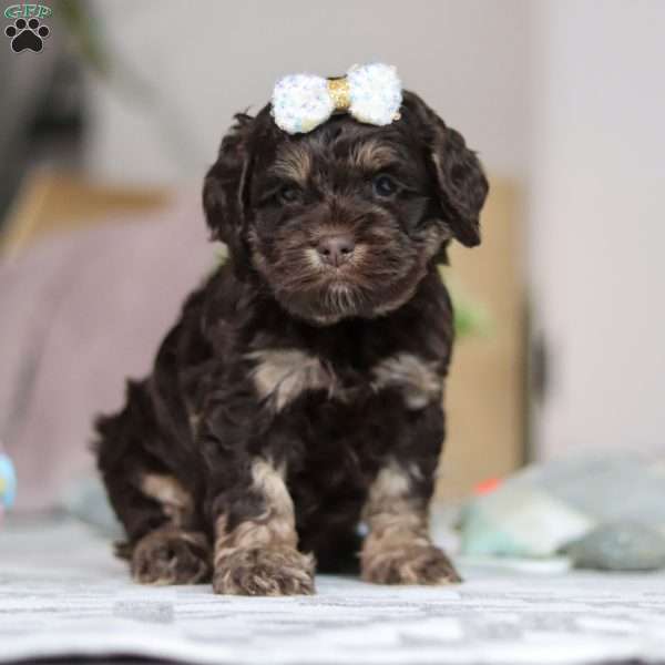 Lily, Cockapoo Puppy